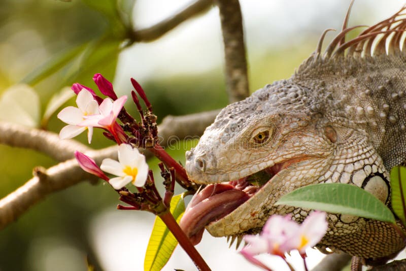 Iguana lizard eating flower of Plumaria tree in the wild